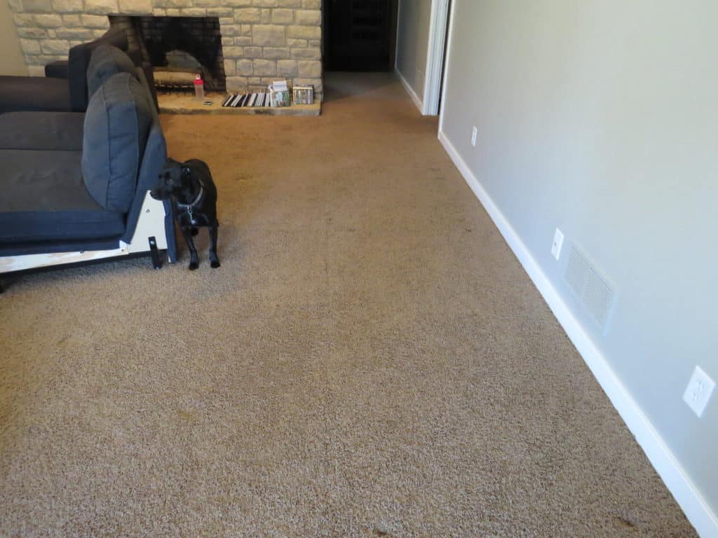 the ugly brown carpet that covers the entire lower level and stairs, my dog is in the photo too