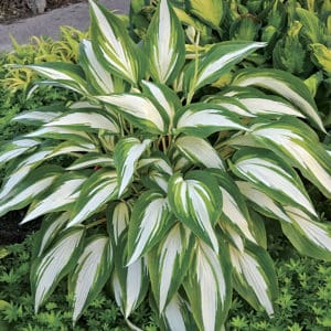 An example of a Hosta with white and green leaves.