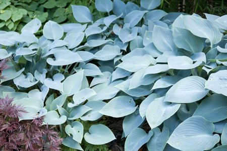 A greenish gray colored hosta, beautiful shade plant.