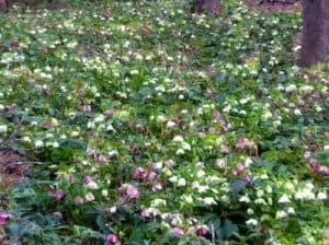 A sea of shade plants called lenten roses in light pink and white on green leafy plants.