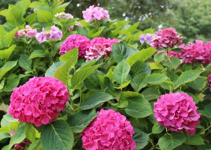 Shade plants with big puffy dark pink blooms.