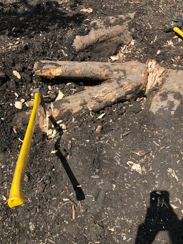 A huge root that is in the way of planting a new tree.