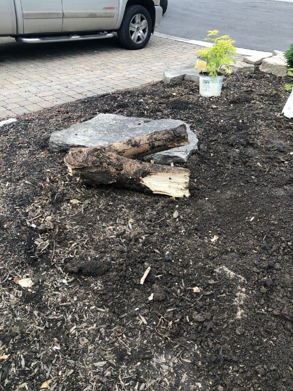 A huge root my husband had to take out in order to plant a tree.