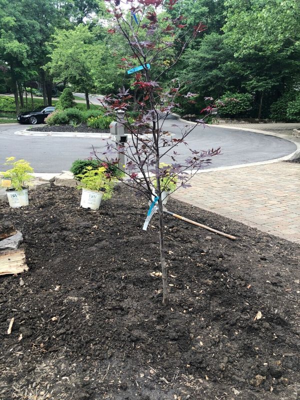 A new Japanese Maple Tree that we just got planted.