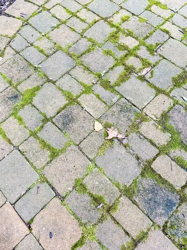 A close up of the moss growing on and in between the cracks of the paver patio.