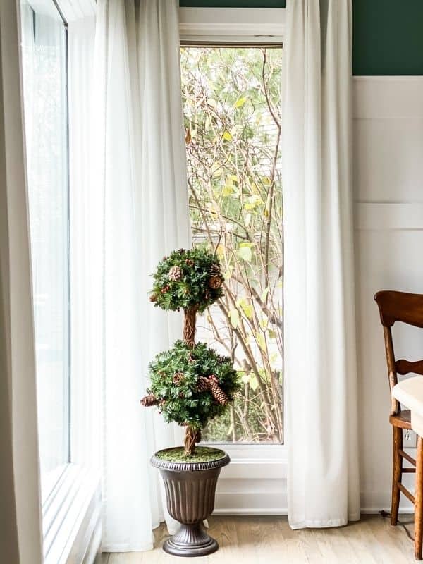 An evergreen topiary in front of the windows.