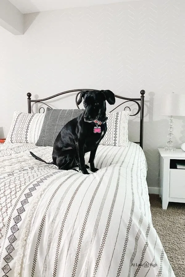 this shows the focal wall with my black dog sitting on the bed.