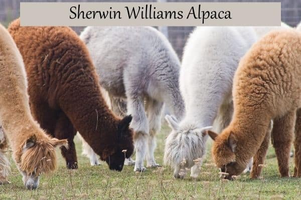 Here are 5 Alpacas grazing on grass with the title of my post, Sherwin Williams Alpaca.