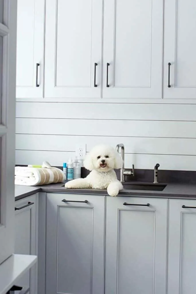 Nebulous White on cabinets, black hardware, black countertops and a white poodle puppy sitting in the sink about to get a bath.