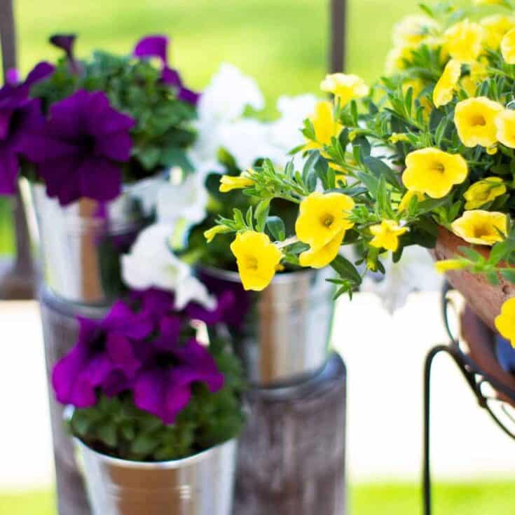 Image for How to Refresh Your Apartment Patio for Spring -