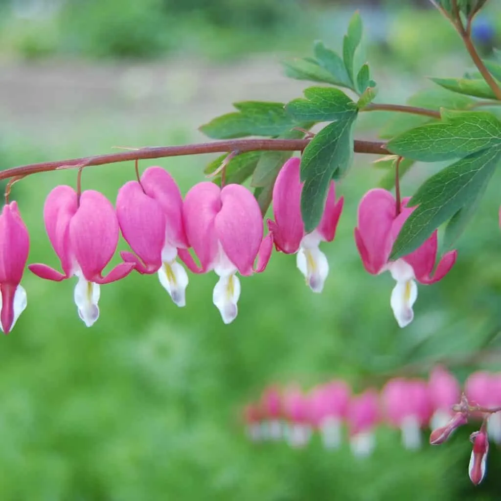 A closeup of a bleeding heart plant with pink flowers and a white center.