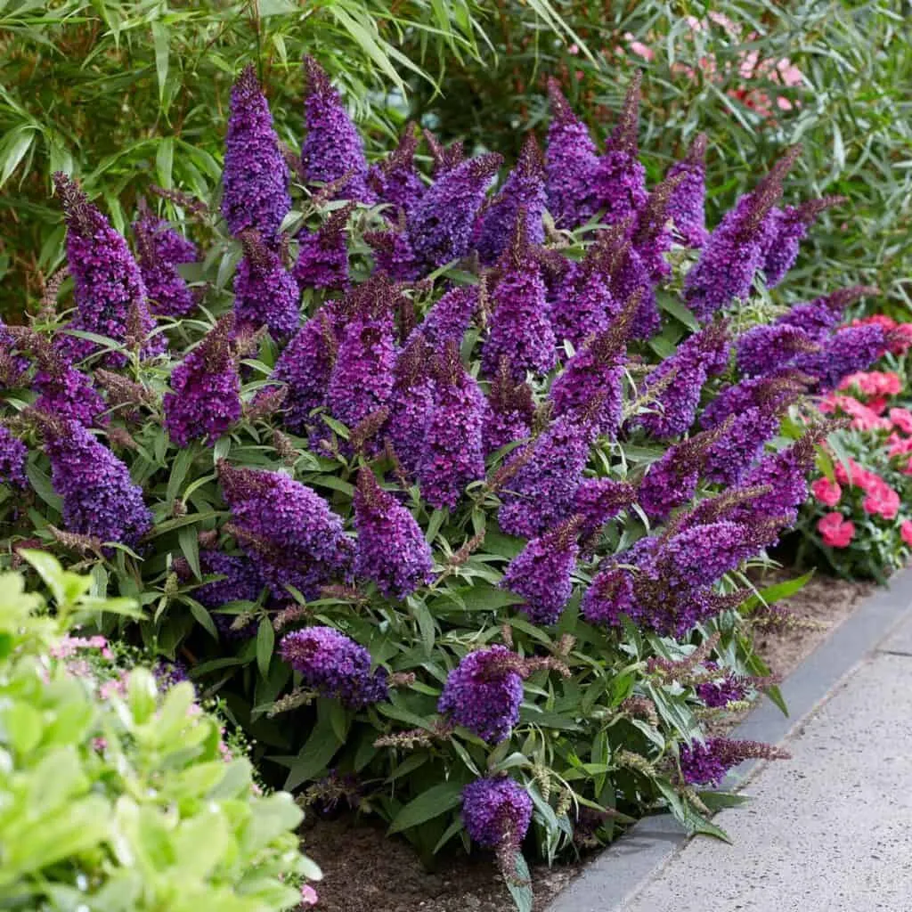 A dark purple butterfly bush in a garden next to a paver path.