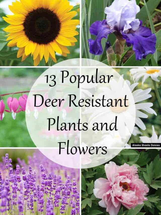 The 13 Best Deer Resistant Plants and Flowers