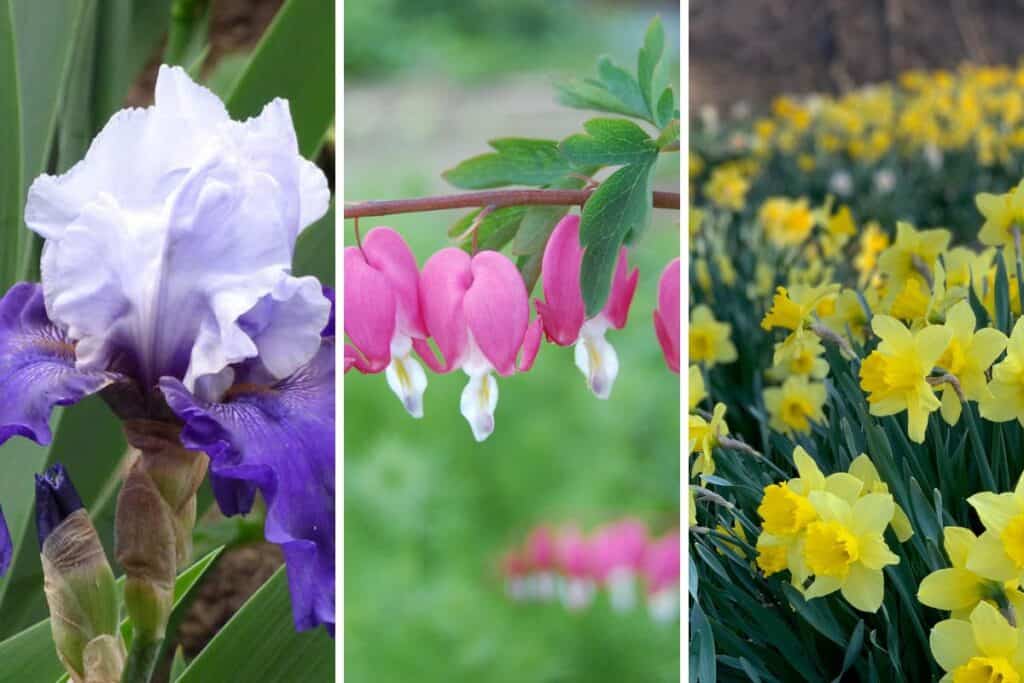 A grid of three flowers, a bearded iris, bleeding hearts and daffodil.