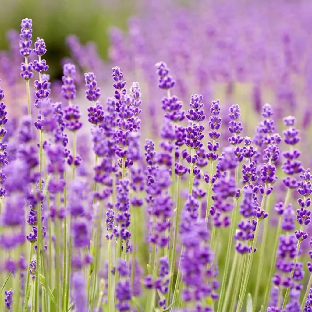 A closeup of lavendar with dark purple flowers and light green foliage.