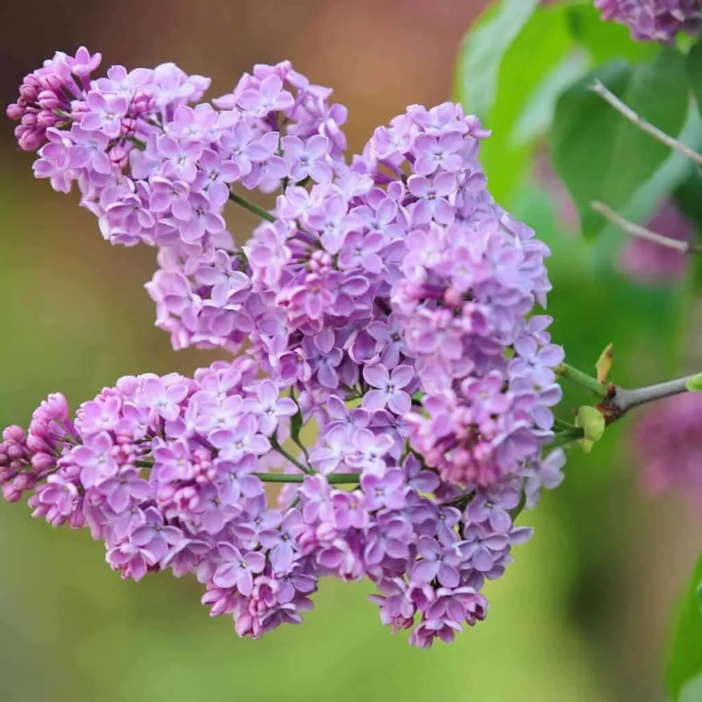A closeup of a Lilac cluster of flowers that are light purple.
