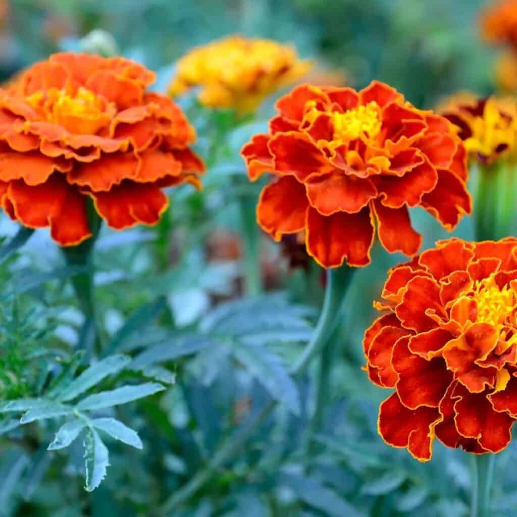 A closeup of marigolds that are dark orange with yellow centers.