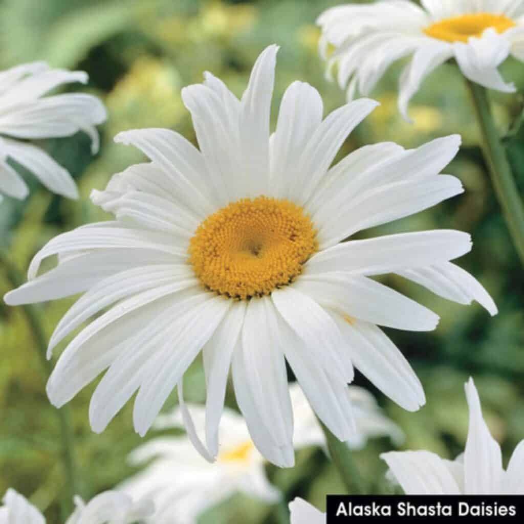 A closeup of a shasta daisy with white petals and a deep yellow center.