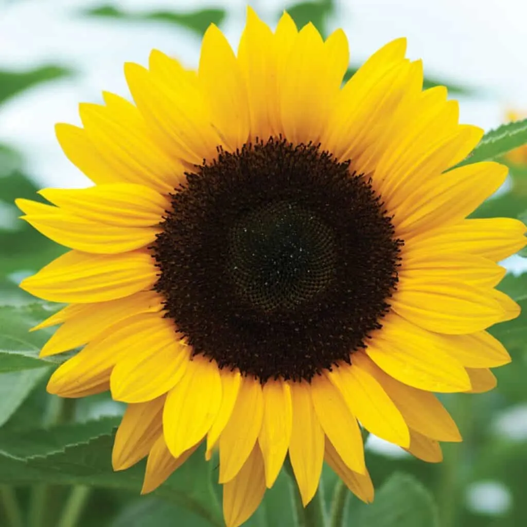 A closeup of a sunflower with yellow petals and a dark brown center.