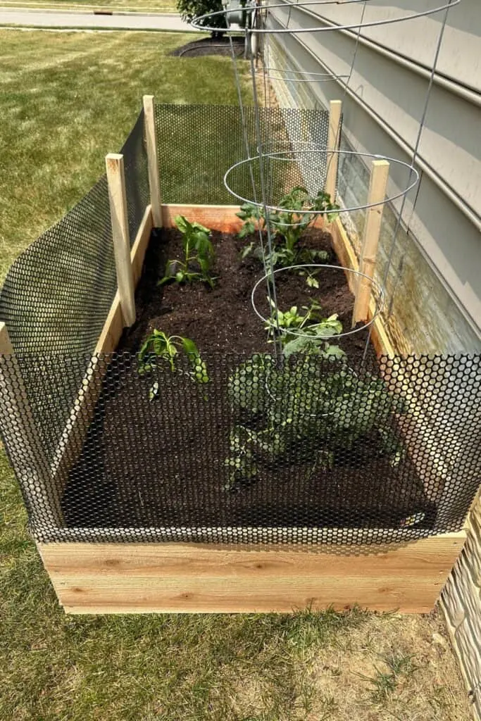 The finished raised garden bed with veggie plants and mesh around the top to keep out animals.