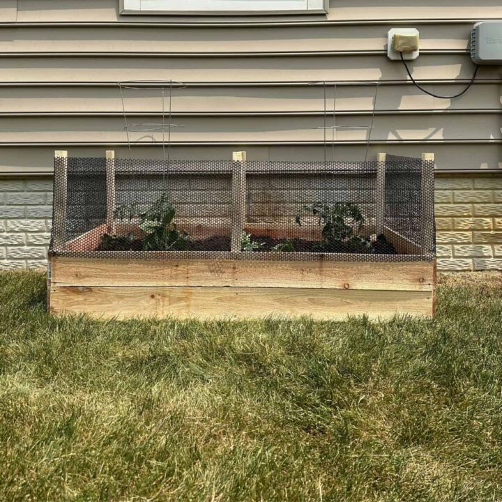 A raised garden bed with mesh around the top to keep out animals.