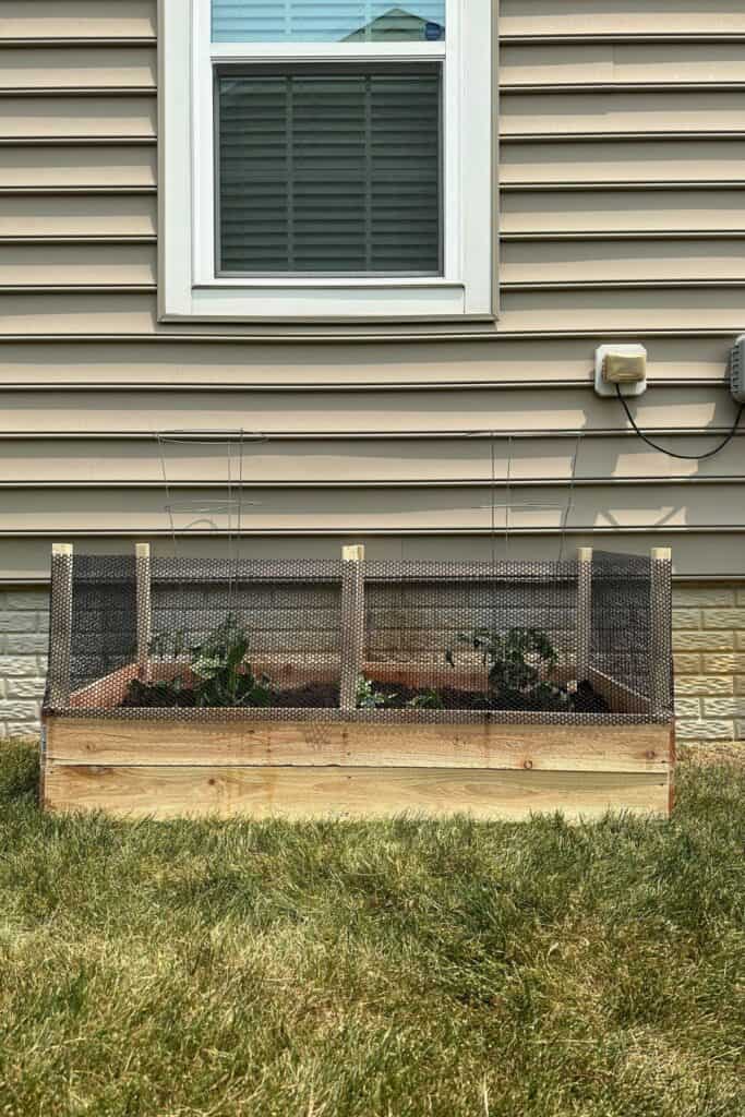 The finished raised garden bed with veggie plants and mesh around the top to keep out animals.