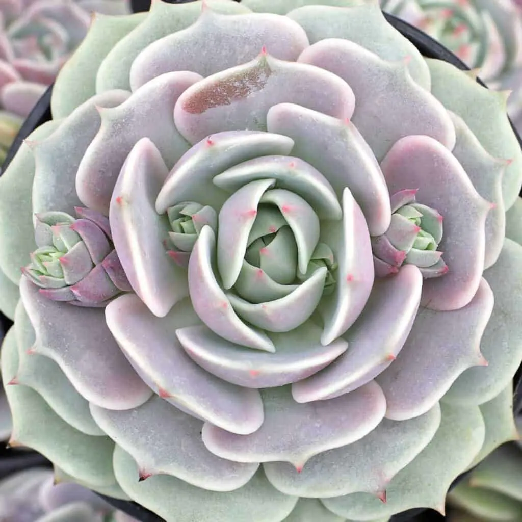 A close up of Echeveria with light green and light purple leaves.
