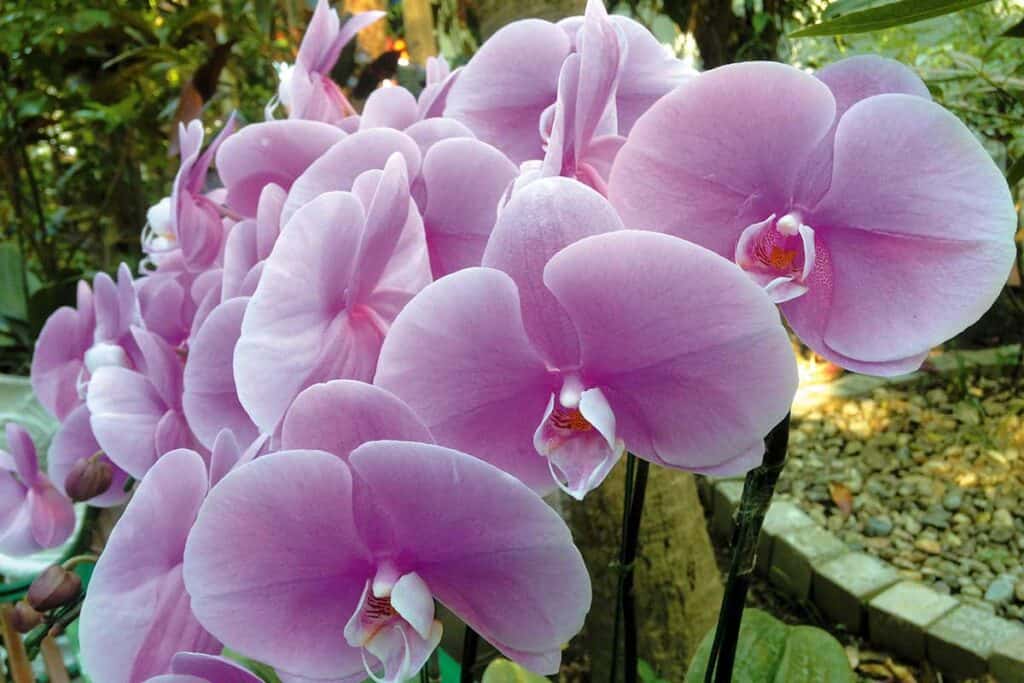 A close up of the purple blooms on a moth orchid.