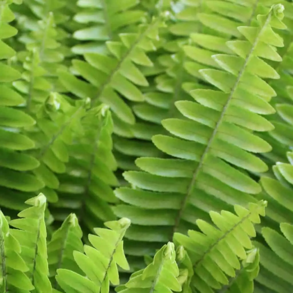A close up of the fronds of a sword fern.