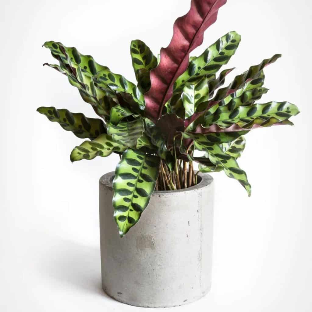 An example of a Rattlesnake plant in a stone pot with a white background.