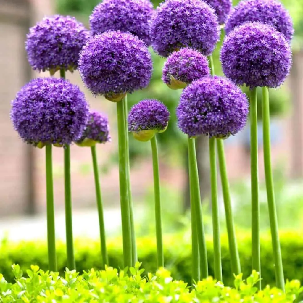 A close up of the round purple flowers on the Allium plant.