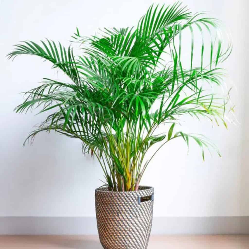 An areca palm in a wicker pot with a white background.