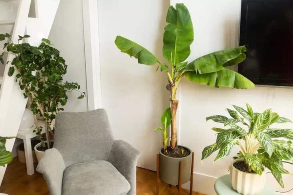 A banana tree next to other various plants in a family room next to a gray chair.