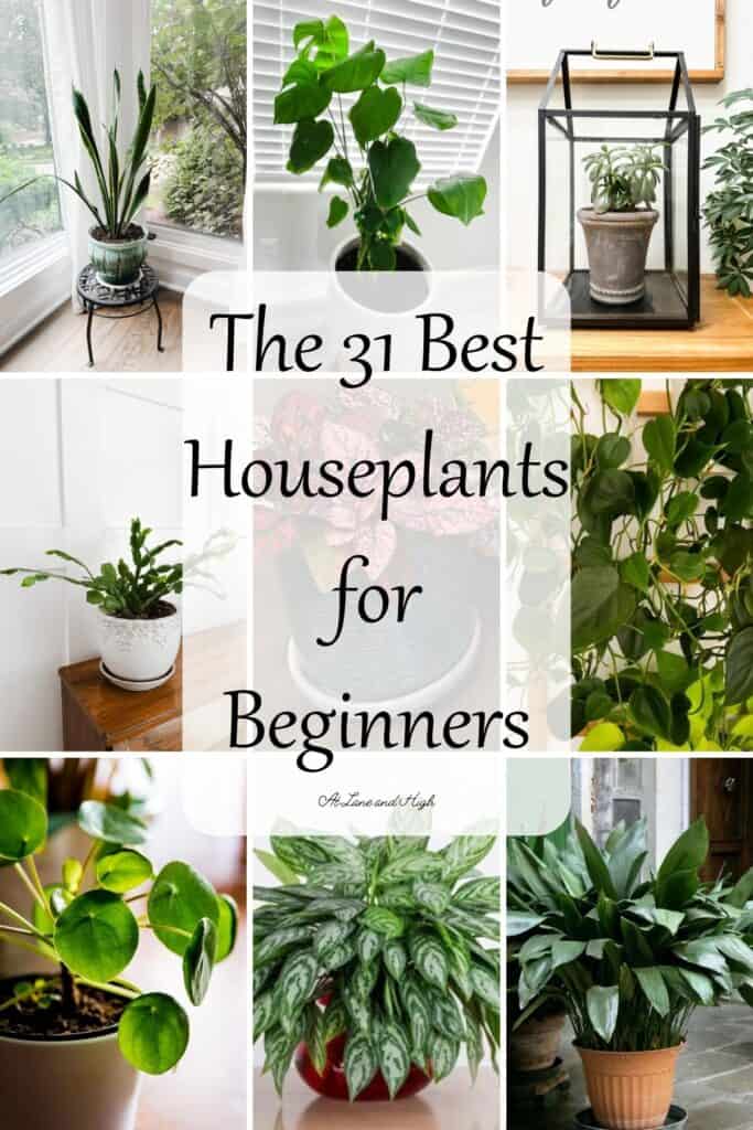 A grid of nine different houseplants for beginners with text overlay.