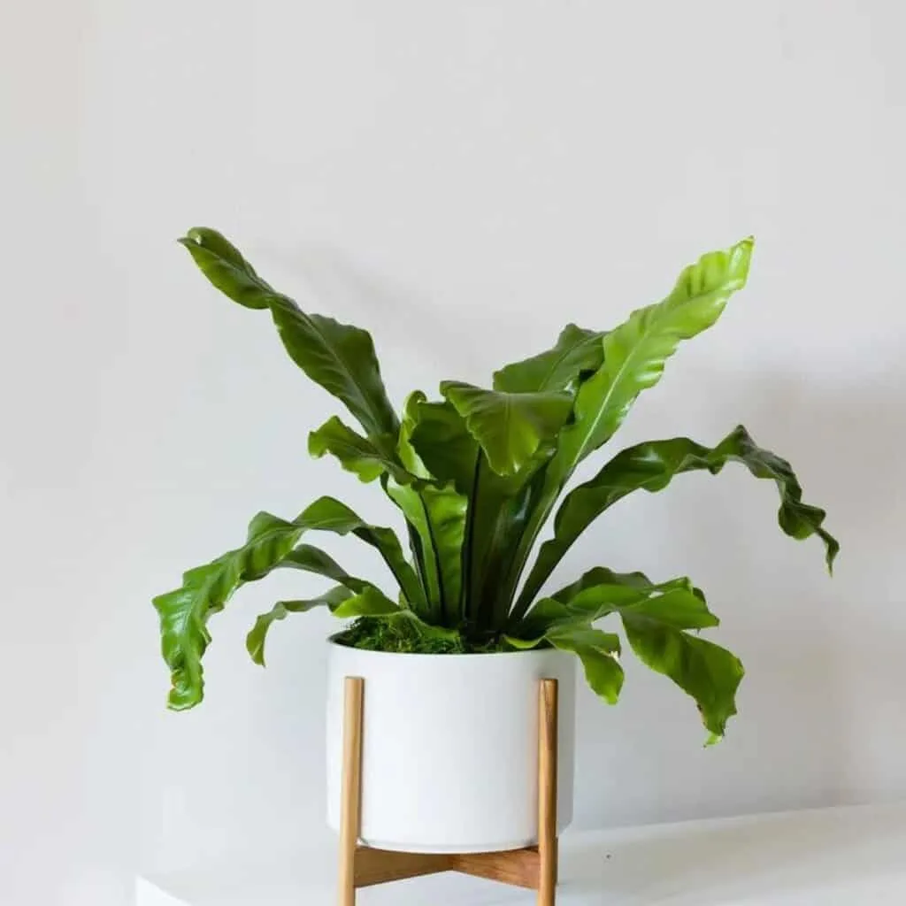 A birds nest fern in a white pot elevated by wood legs.