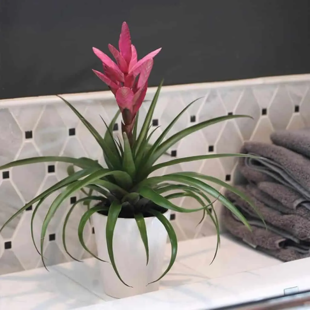 A bromeliad with a dark pink bloom in a white pot on a counter next to gray towels.