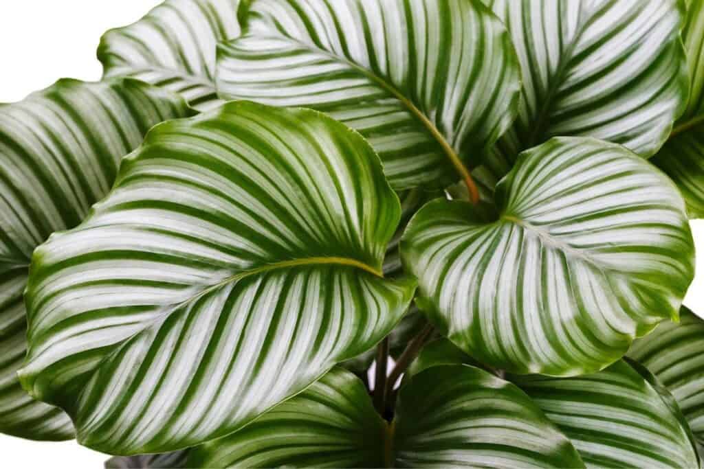 A close up of the striped leaves of the Calathea plant.