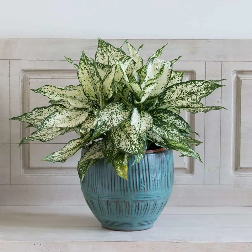 Chinese Evergreen in a blue pot.