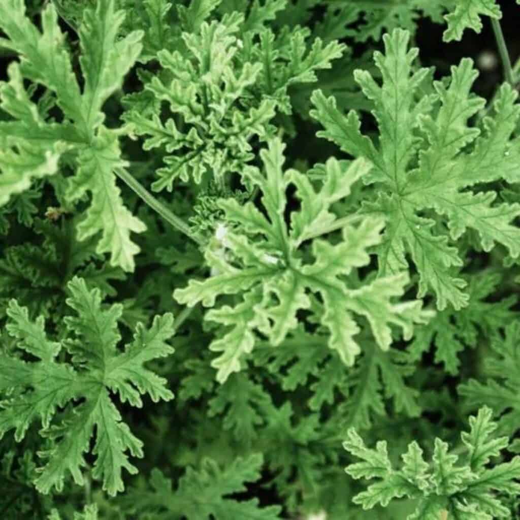 An close up image of the Cintronella leaves.