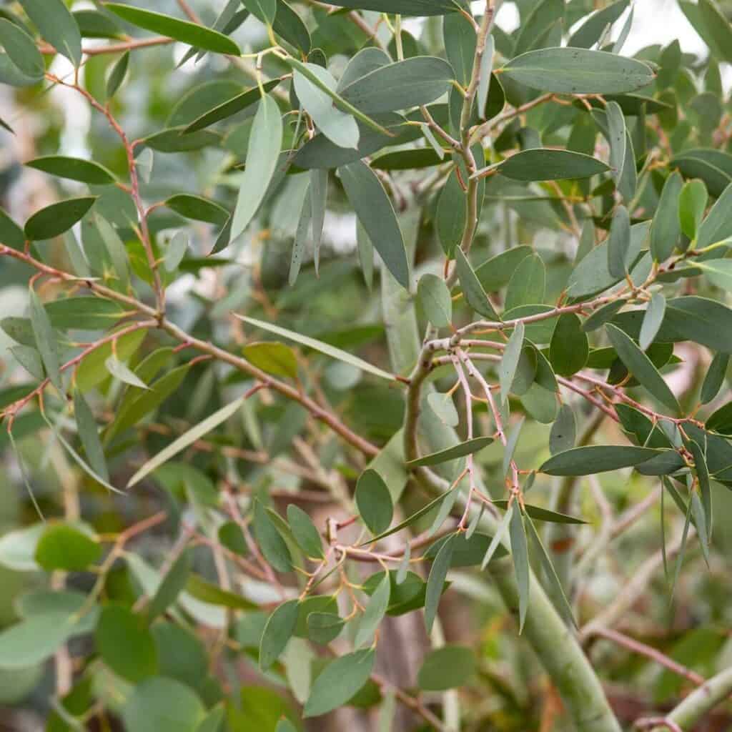A close u[ of the leaves on the Eucalyptus tree.