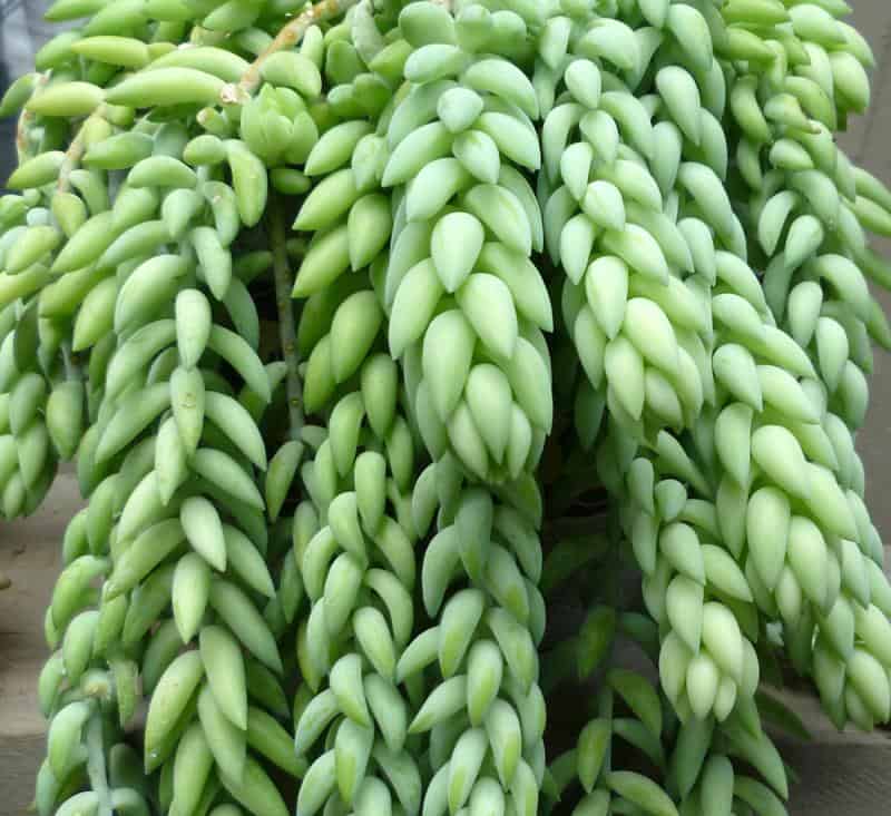 A close up of tailing Donkey's Tail.