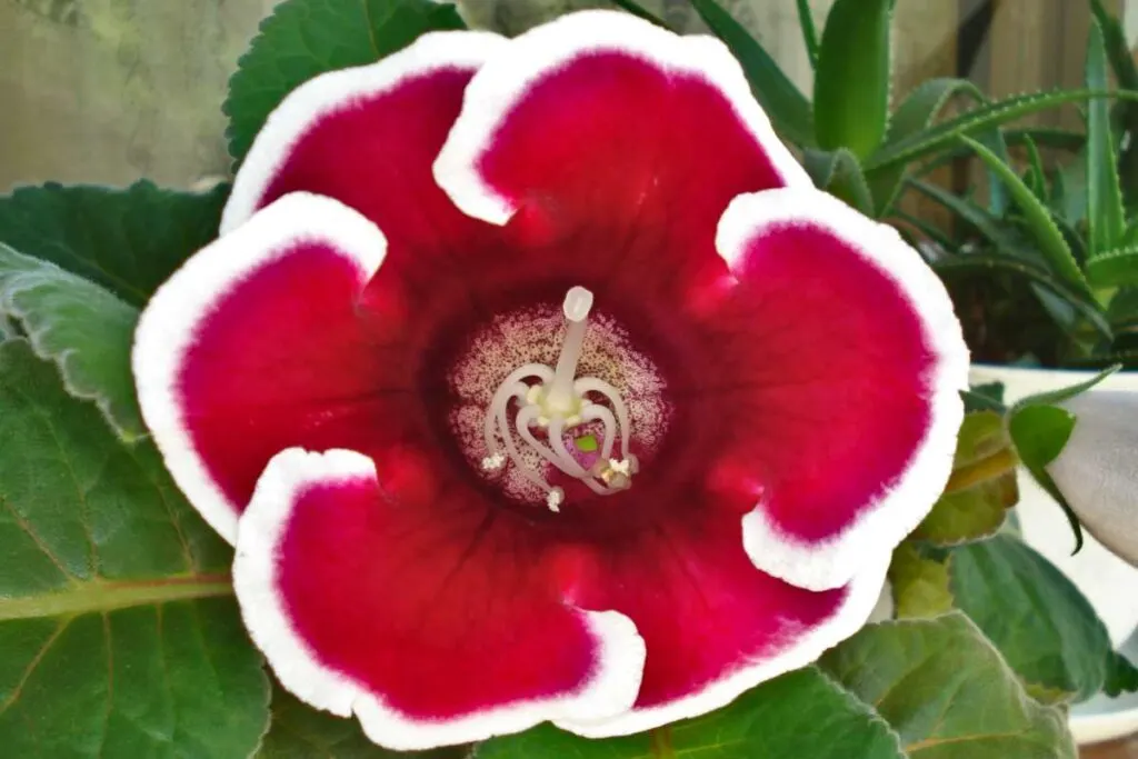 A bright rid and white flower of the Gloxinia plant.