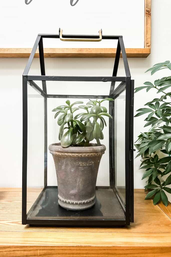 A photo of a jade plant in a gray pot inside a lantern on an entry table.