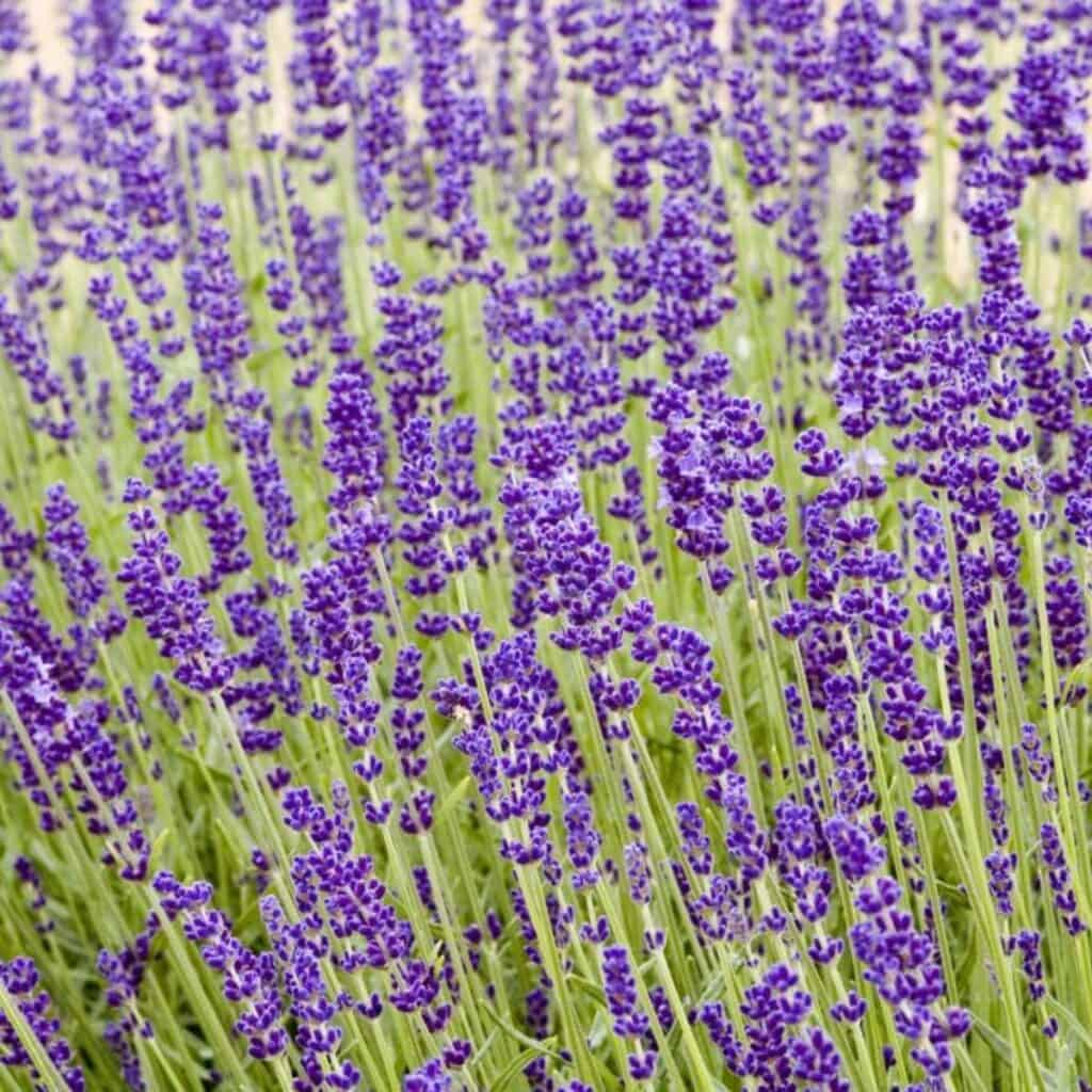 A close up of the purple flowers on a Lavender plant.