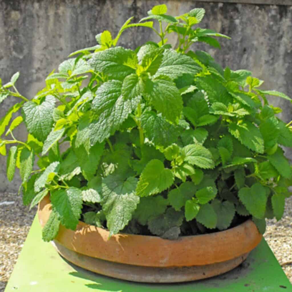 Lemon Balm plant that is planted in a clay pot