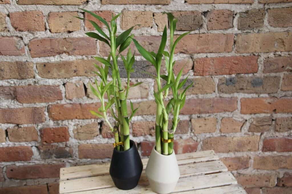 Two plants of Lucky Bamboo one in a white pot and the other in a black one with a brick wall background.
