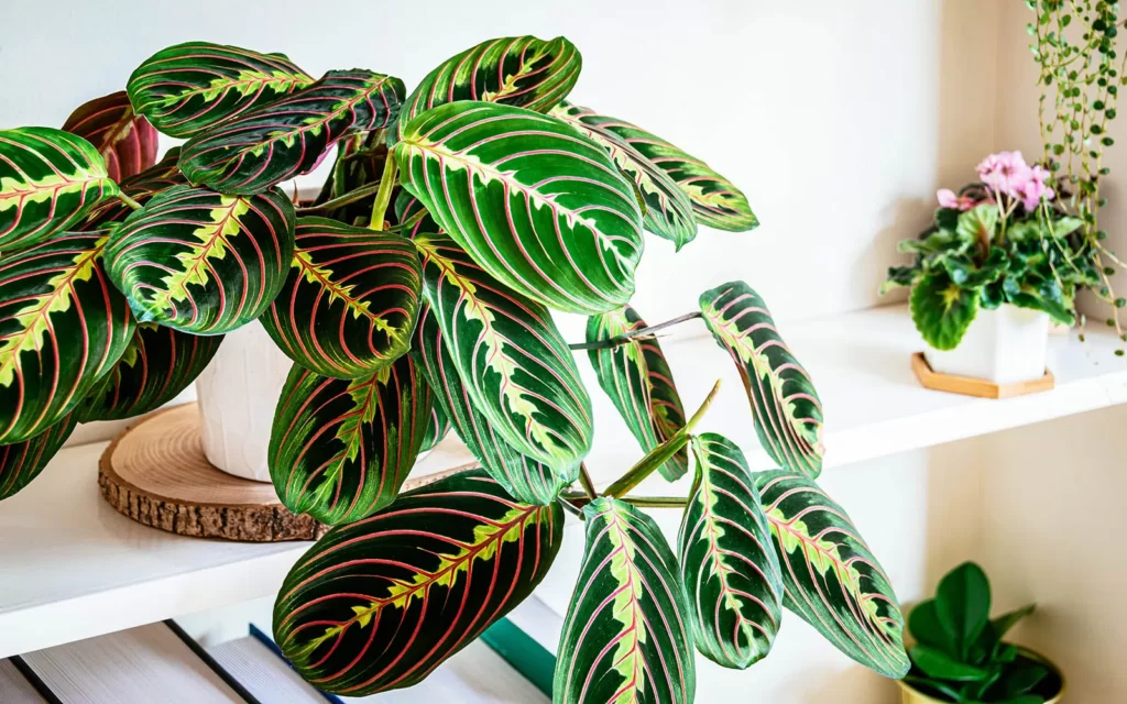 A Prayer Plant sitting on a wood slice on a white table. 