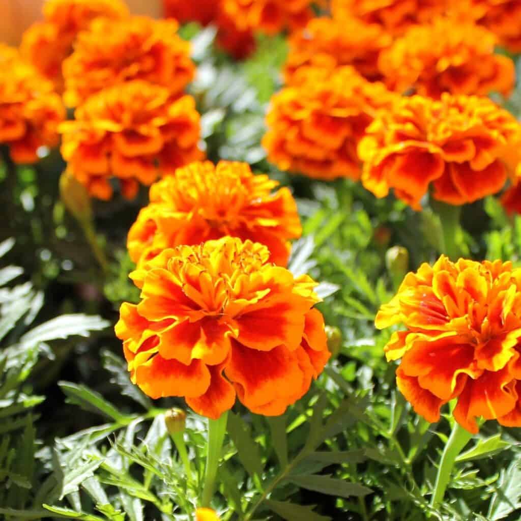 A close up of Marigolds and their orange flowers.