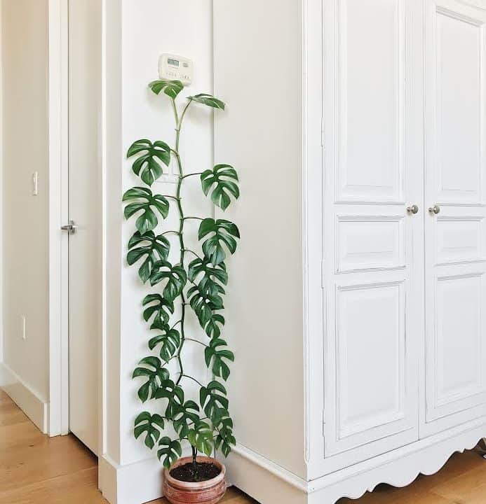 Mini Monstera in a clay pot sitting on the floor and it's climbing up the white wall near a white cabinet.