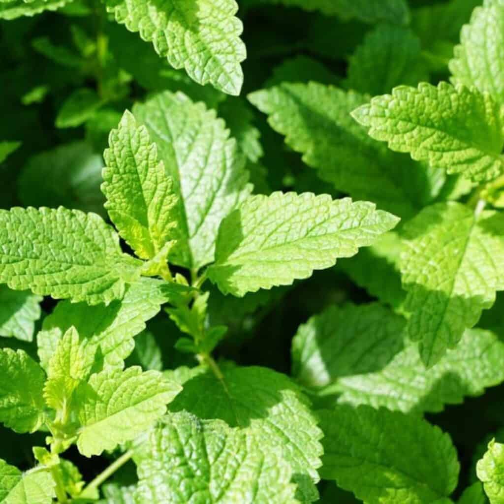 A closeup of mint leaves on a plant.